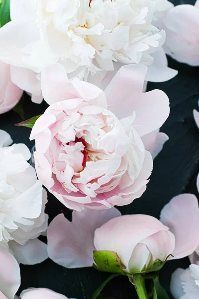 Flores de peonía florecientes como fondo de arte floral, plano botánico y marca de lujo — Foto de Stock
