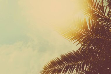 Tropikal palmiye ağaçları sıcak yaz günlerinde bağbozumu, doğa ve seyahat olarak ayrılır.