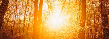 Günbatımında ya da gündoğumunda sonbahar ormanı manzarası