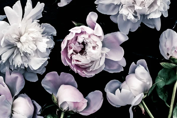 Fiori di peonia pastello come sfondo di arte floreale, lastra botanica e branding di lusso — Foto Stock