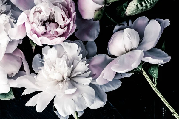 Pastelové pivoňkové květy jako květinové umělecké pozadí, botanické flatlay a luxusní značkování — Stock fotografie