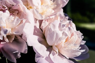 Şakayık çiçekleri lüks bir çiçek sanatı geçmişi, düğün dekorasyonu ve etkinlik markası olarak.