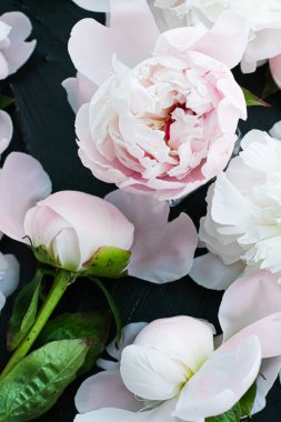 Çiçek olarak çiçek açan şakayık çiçekleri, bitki örtüsü ve lüks markalaşma