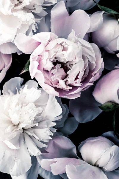 Pastellfarbene Pfingstrosenblüten als floraler Kunsthintergrund, botanische Flatlay und Luxus-Branding — Stockfoto