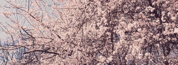 Blooming apple tree flowers in spring as floral background — Stock Photo, Image