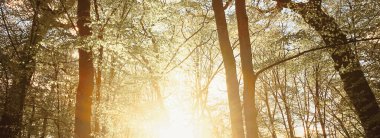 Bahar ormanı manzarası gün batımında ya da gün doğumunda