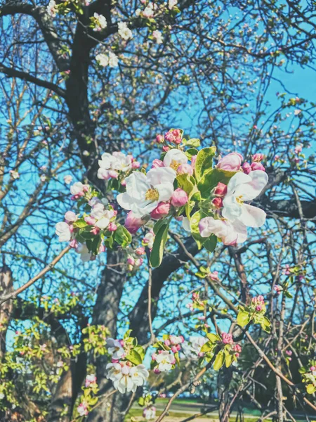 Blommande äppelträd blommor på våren som blommig bakgrund — Stockfoto