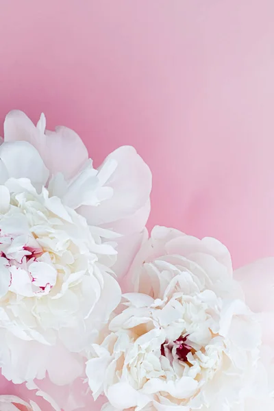 Flores de peonía blanca como arte floral sobre fondo rosa, flatlay boda y marca de lujo — Foto de Stock