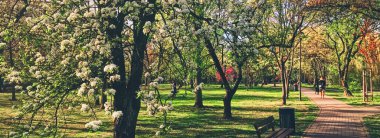 Baharda çiçek açan ağaçlar Şehir parkında