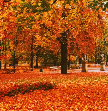 Parkta sonbahar doğası, dışarıda yapraklar ve ağaçlar.