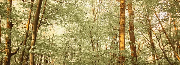 Vårskogslandskap vid solnedgång eller soluppgång — Stockfoto