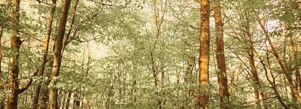 Paisaje forestal de primavera al atardecer o al amanecer — Foto de Stock