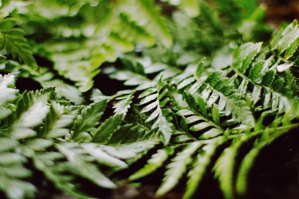 Hojas de plantas tropicales en el jardín como fondo botánico, Naturaleza y medio ambiente — Foto de Stock