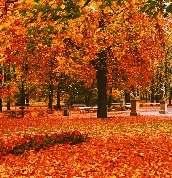 Autumn nature in park, fall leaves and trees outdoors — Stock Photo, Image