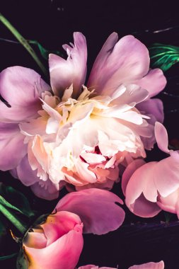 Çiçek olarak pembe şakayık çiçekleri, bitki örtüsü ve lüks markalaşma.