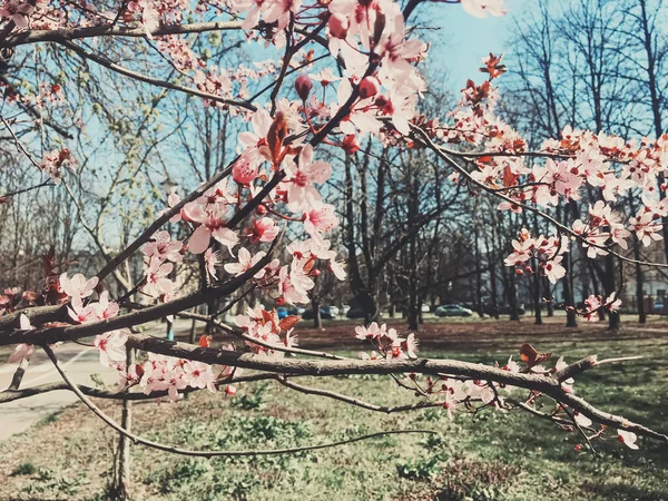 Vintage achtergrond van appelboom bloemen bloeien, bloemen bloesem in het voorjaar — Stockfoto