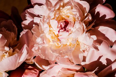 Çiçek olarak şakayık çiçekleri çiçek arkaplanı, düğün süsü ve olay damgası