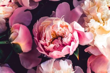 Çiçek olarak pembe şakayık çiçekleri, bitki örtüsü ve lüks markalaşma.