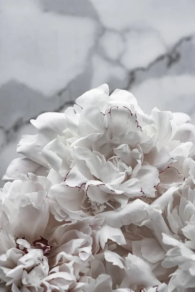 Buquê de flores de peônia como fundo floral de luxo, decoração de casamento e marca de evento — Fotografia de Stock