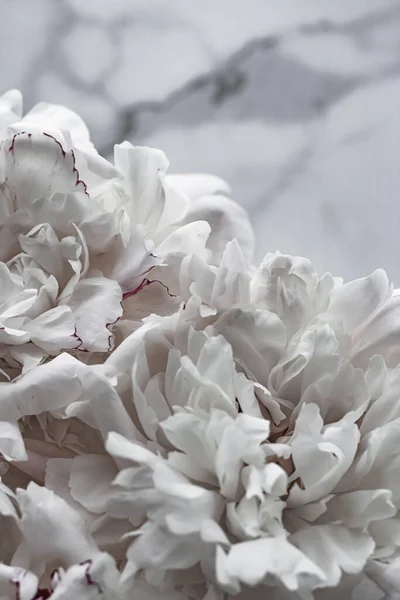 Bukett av pion blommor som lyx blommig bakgrund, bröllop dekoration och händelse branding — Stockfoto