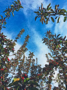 Baharda gün batımında ağaçta kırmızı meyveler