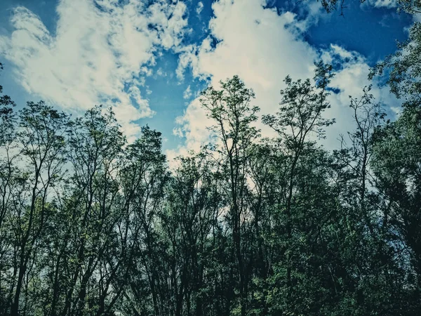 Geheimnisvolle Wälder als Wildnis-Landschaft, erstaunliche Bäume im grünen Wald, Natur und Umwelt — Stockfoto