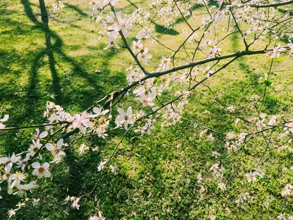 春天里盛开的苹果树花朵作为花朵的背景 — 图库照片