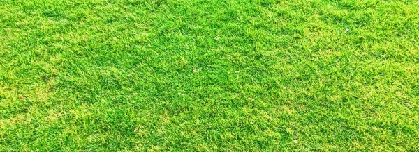 Green grass lawn as background — Stock Photo, Image