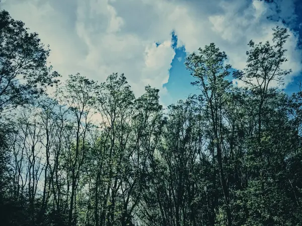 Geheimnisvolle Wälder als Wildnis-Landschaft, erstaunliche Bäume im grünen Wald, Natur und Umwelt — Stockfoto