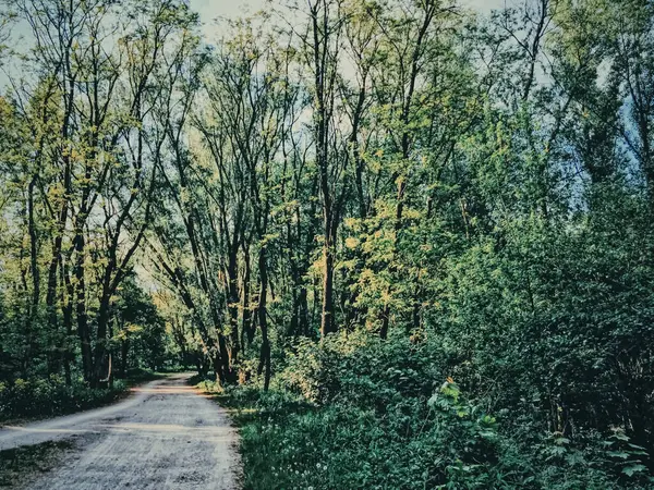 Geheimnisvolle Wälder als Wildnis-Landschaft, erstaunliche Bäume im grünen Wald, Natur und Umwelt — Stockfoto