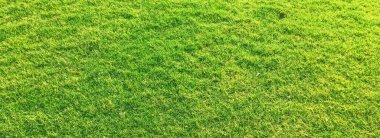 Arkaplan olarak yeşil çimen