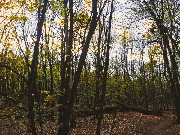 Frühling Waldlandschaft bei Sonnenuntergang oder Sonnenaufgang — Stockfoto