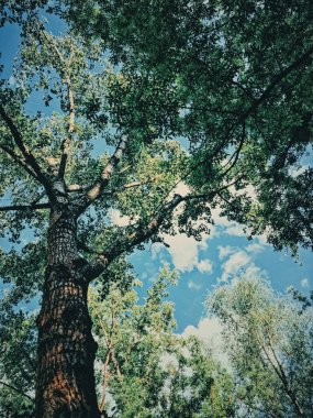 Vahşi doğa olarak gizemli orman, yeşil orman, doğa ve çevrede inanılmaz ağaçlar.
