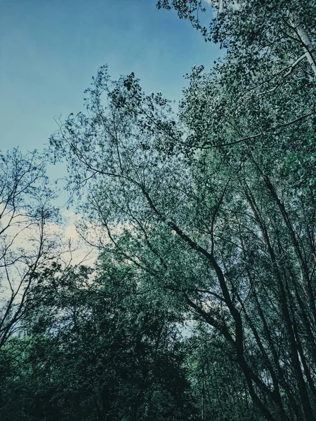 Forêts mystérieuses comme paysage sauvage, arbres étonnants dans la forêt verte, la nature et l'environnement — Photo