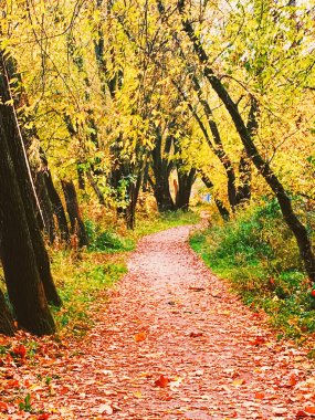 Parkta sonbahar doğası, dışarıda yapraklar ve ağaçlar.