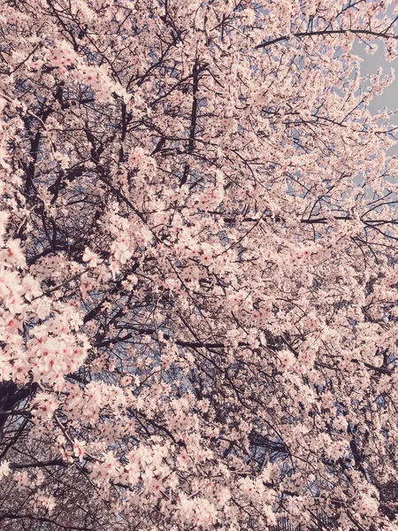 春天里盛开的苹果树花朵作为花朵的背景 — 图库照片