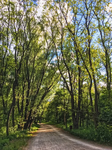 Wälder auf dem Land als ländliche Landschaft, erstaunliche Bäume im grünen Wald, Natur und Umwelt — Stockfoto