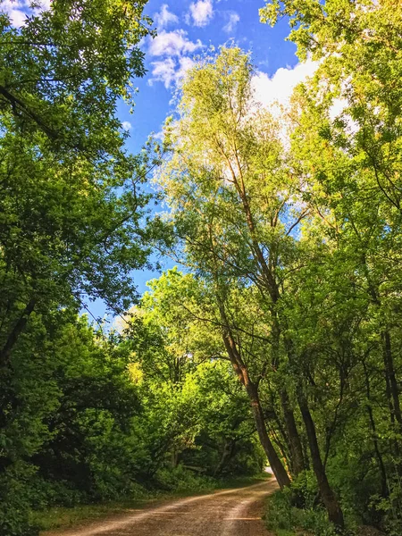 Wälder auf dem Land als ländliche Landschaft, erstaunliche Bäume im grünen Wald, Natur und Umwelt — Stockfoto