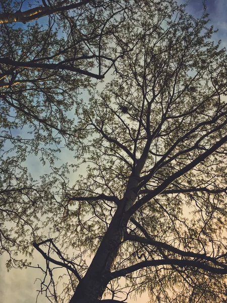 Schöne Bäume und Himmel bei Sonnenuntergang im Frühling — Stockfoto