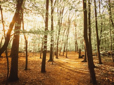 Bahar ormanı manzarası gün batımında ya da gün doğumunda