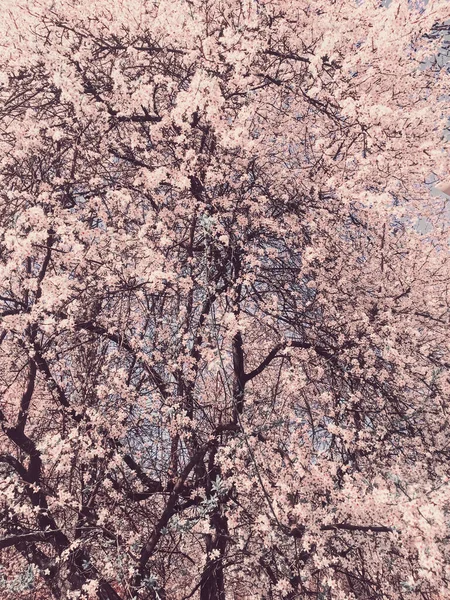 Blühender Apfelbaum blüht im Frühling als blumiger Hintergrund — Stockfoto