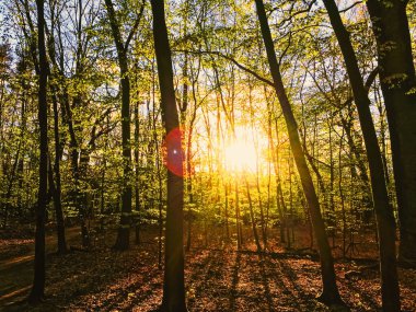 Bahar ormanı manzarası gün batımında ya da gün doğumunda
