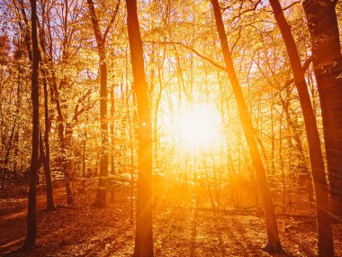 Günbatımında ya da gündoğumunda sonbahar ormanı manzarası