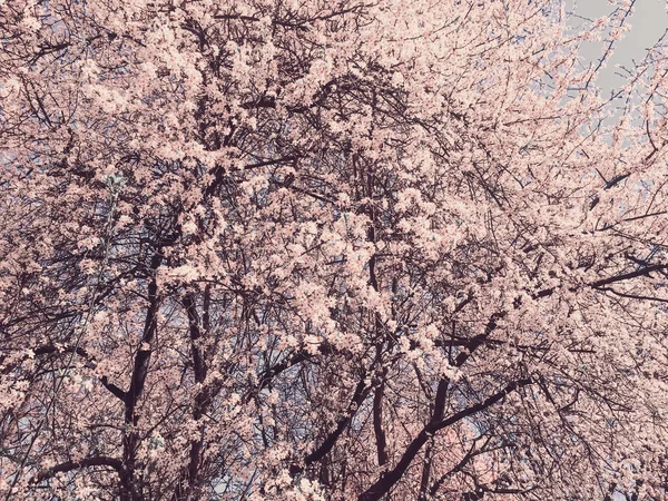 Blühender Apfelbaum blüht im Frühling als blumiger Hintergrund — Stockfoto