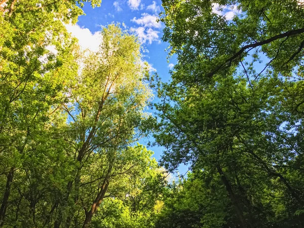 Сільські ліси як сільський пейзаж, дивовижні дерева в зеленому лісі, природі та навколишньому середовищі — стокове фото