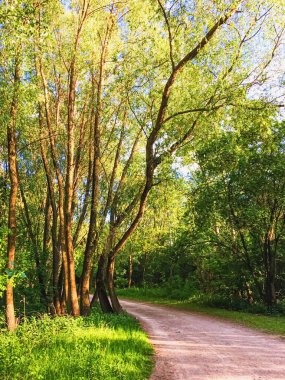Kırsal alan olarak kır ormanları, yeşil orman, doğa ve çevrede inanılmaz ağaçlar.