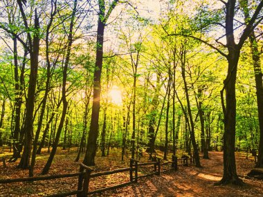 Bahar ormanı manzarası gün batımında ya da gün doğumunda