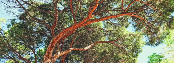 Krásné stromy v jižním podnebí v létě — Stock fotografie