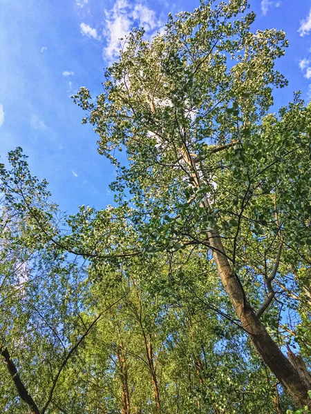 Landsbygdslandskap, fantastiska träd i grön skog, natur och miljö — Stockfoto