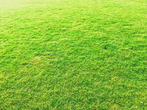 Зеленый газон травы в качестве фона — стоковое фото